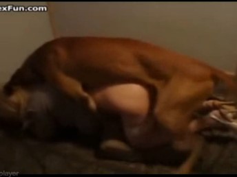 Cachorrinho comeu o cu da dona novinha virgem no motel