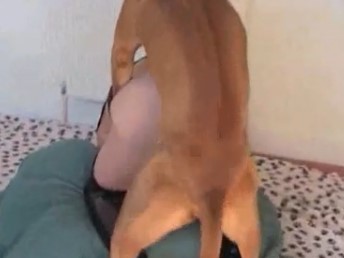 Cachorro faz anal com coroa pra torar a vara