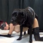 Cachorro metendo gostoso na buceta da mulher e fica grudado