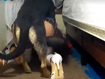 Cachorro socando com força no cu da travesti na zoofilia