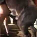 Cavalo metendo pica dura no rabo da morena casada